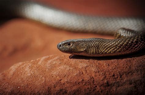 Pet Snake Nearly Kills Teen: Why the Inland Taipan Is So Deadly | Live Science