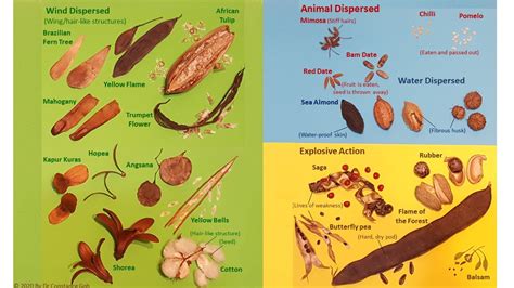 Methods of Seed Dispersal - YouTube