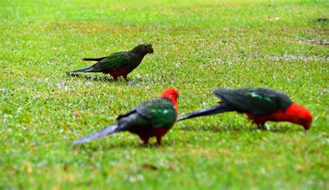 Male and Female King Parrot in the Rain Stock Image - Image of feed, alisterus: 104220479