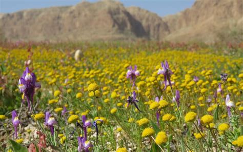 Rains bring stunning floral displays to parched Dead Sea area - The ...