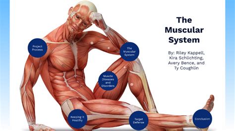 The Muscular System by Riley Kappell on Prezi