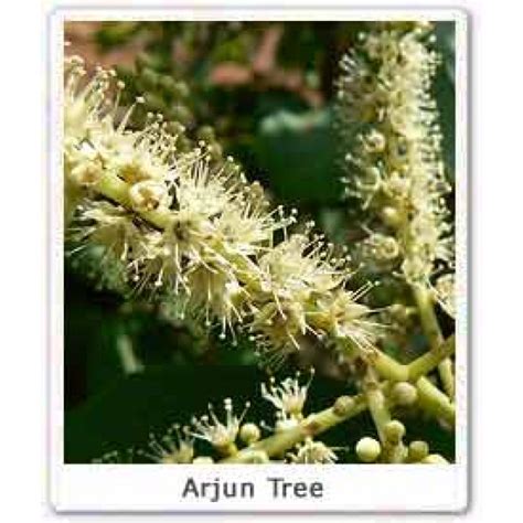 Plant an Arjun Tree Sapling Online | Ecohoy