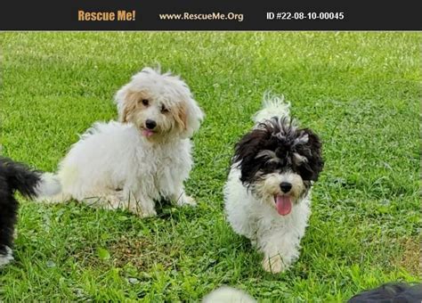 ADOPT 22081000045 ~ Havanese Rescue ~ Denver, IN