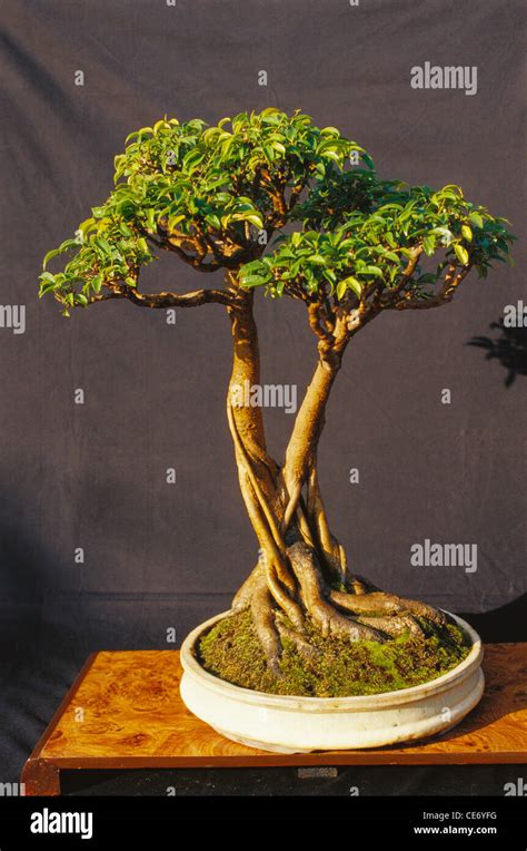 Weeping fig bonsai tree ; ficus benjamina ; twin trunk style ; twelve year old ; silvassa ...