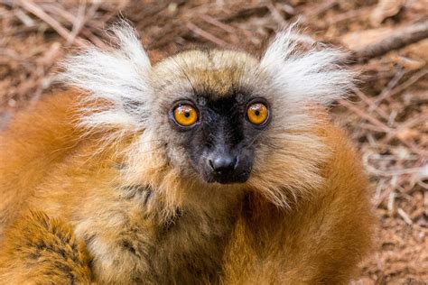 Lemur Park, Madagascar