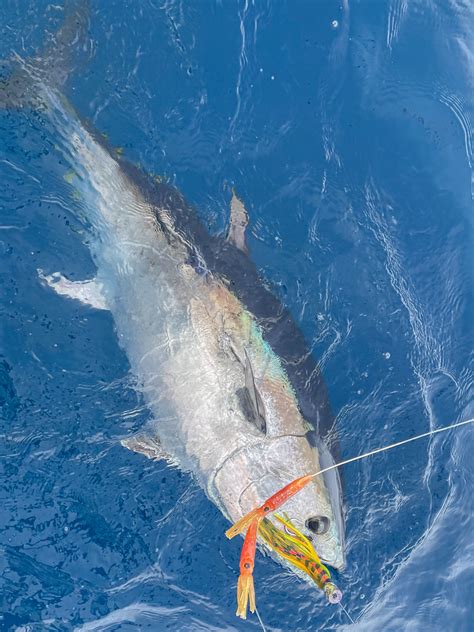 Bluefin Tuna Tactics - The Fishing Website