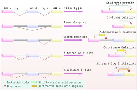 Types of alternative splicing and spliced isoforms | Download ...