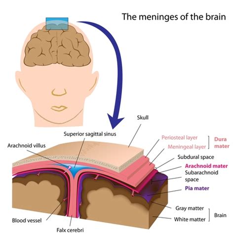 Subdural Space