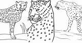 25 Free Cheetah Coloring Pages For Kids And Adults sketch template