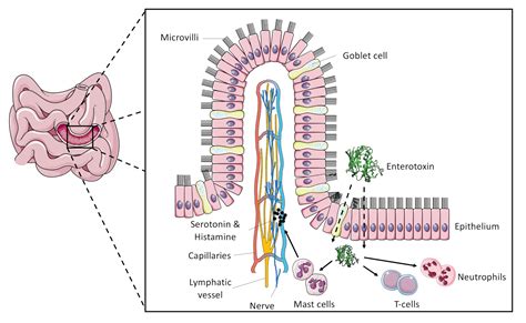 Toxins | Free Full-Text | Staphylococcal Enterotoxin C—An Update on SEC ...