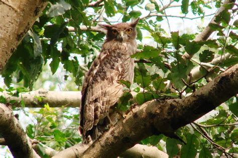 Bird Watching - Jim Corbett Heritage Village, Nainital, Uttarakhand