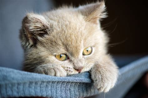 Kittens: What you should know about getting and raising one | Cat’s Best