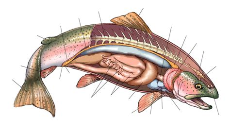 Salmon Anatomy Diagram Diagram | Quizlet