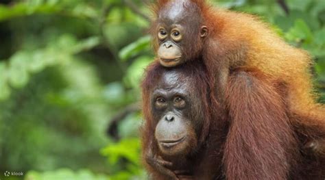 Sepilok Orangutan Rehabilitation Center Day Tour from Sandakan - Klook Canada