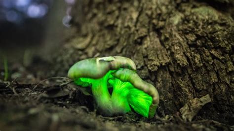 Where you can find ghost mushrooms in Albury-Wodonga | The Weekly Times