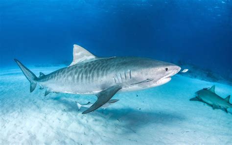 En video : à la rencontre du requin-tigre avec Shark Education