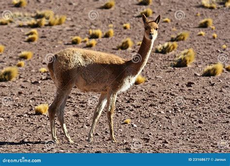 Vicuna stock image. Image of bush, altitude, grazing - 23168677