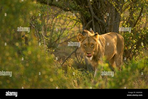 Young male lion hunting Stock Photo - Alamy