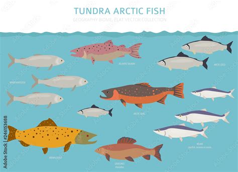 Tundra biome. Terrestrial ecosystem world map. Arctic fish infographic ...