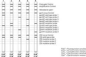 Prototype of the strip of the GenoType HelicoDR test. Lane 1, gyrA... | Download Scientific Diagram