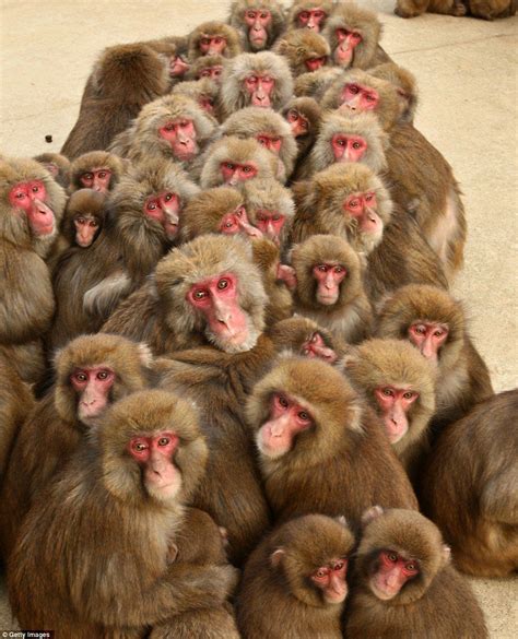 Japanese macaque monkeys huddle together to protect themselves against ...