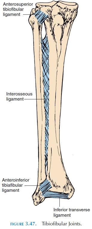 Tibiofibular Joint (Proximal and Distal)