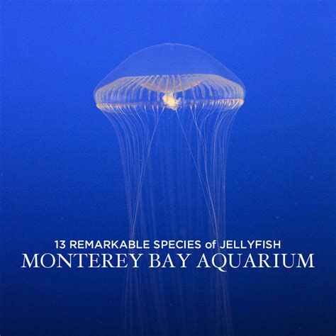 13 Remarkable Species of Jellyfish at the Monterey Aquarium