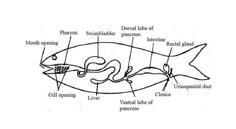 Digestive System of Fishes - Biology Educare