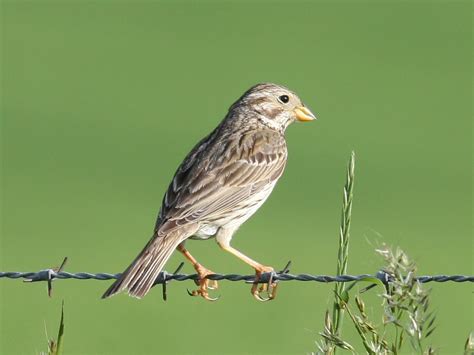 Summertime Female Corn Bunting | BirdForum