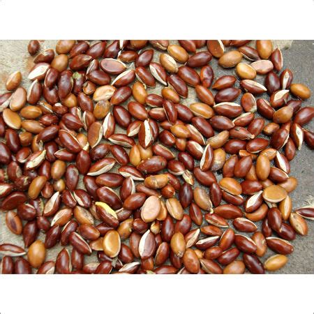 Indian Mahua Seeds Manufacturer in Gaya,Indian Mahua Seeds Supplier From Bihar