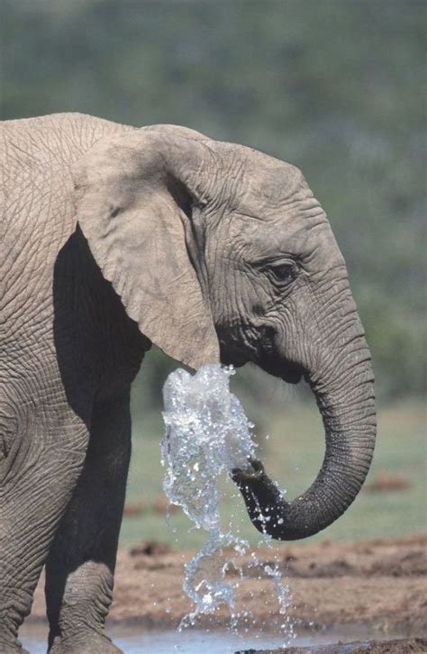 Elephant Spraying Water