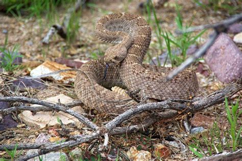 13 Terrifying Creatures That Live In Arizona And Could Actually Kill You | Living in arizona ...