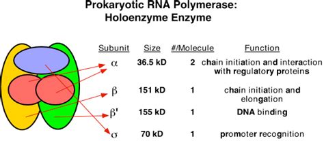 Rna Polymerase In Prokaryotes