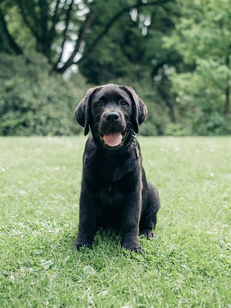 Ultimate Guide to English Labrador Puppies — Smoky Mountain Labradors