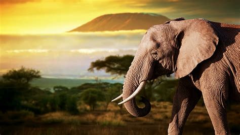 HD wallpaper: elephant, wildlife, terrestrial animal, safari, savanna ...