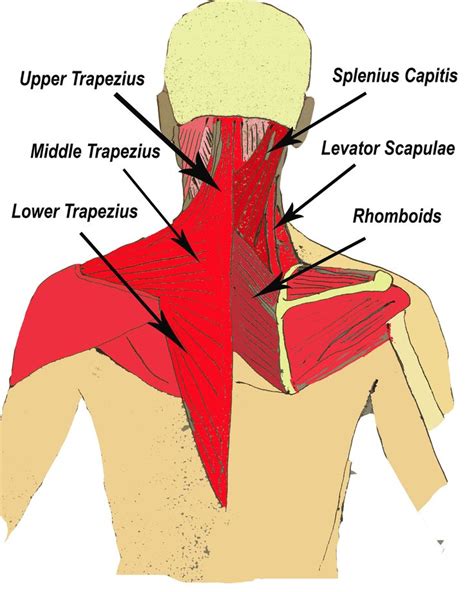 semispinalis capitis - Google Search | Aurora sleeping beauty, Getting a massage, Headache relief