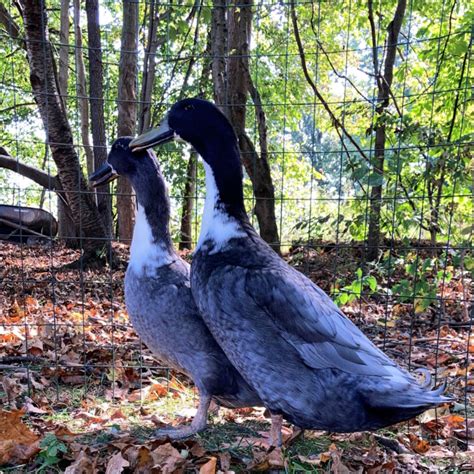 Blue Swedish Day Old Ducklings