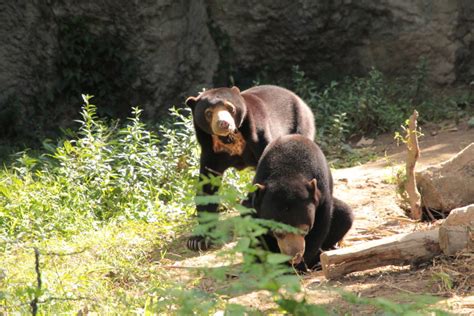 Find The Differences of Sun Bear & Himalayan Bear - Taman Safari Bali