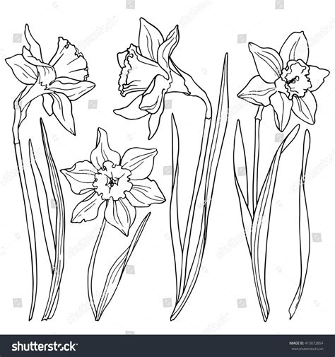 Daffodils Line Drawings Flowers Stock Vector (Royalty Free) 413072854 | Shutterstock | Flower ...