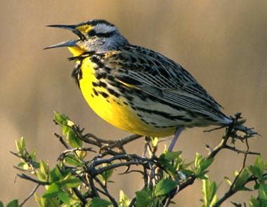 Kansas State Bird Western Meadowlark | State Birds