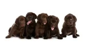 Chocolate Lab Names: 300+ Names For Your Chocolate Coated Furry Friend - Perfect Dog Breeds