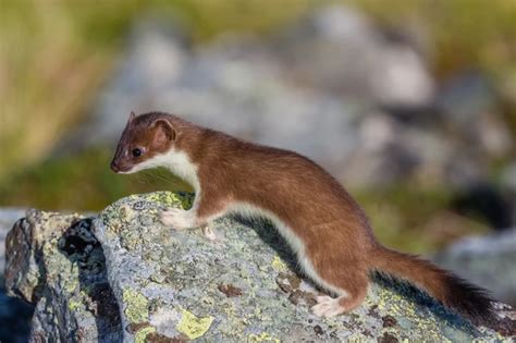 A stoat hunting on a rocky outcrop | Stoat, Weasel, Animal facts