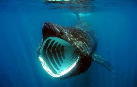 Basking shark (Cetorhinus maximus) | Natural Creations