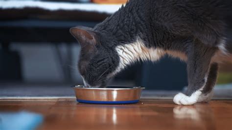 Melatonin for Cats Dosage, Safety Concerns, and Benefits