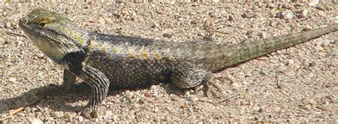 Sonoran Desert Reptiles - Sceloporus magister (Desert spiny lizard)