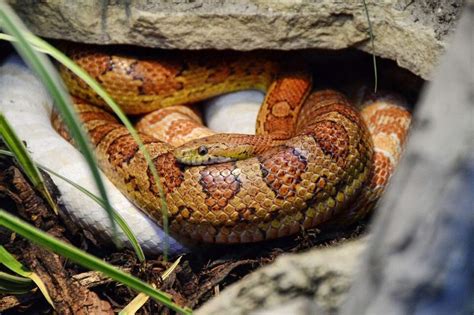 Corn Snake Habitat: What Is the Ideal Tank Setup?