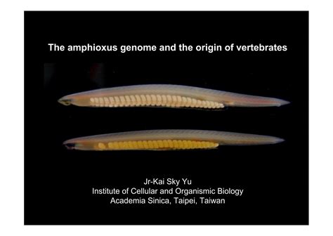 The amphioxus genome and the origin of vertebrates