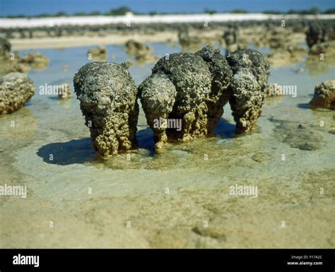 STROMATOLITES, HAMELIN POOL, SHARK BAY, WESTERN AUSTRALIA Stock Photo - Alamy