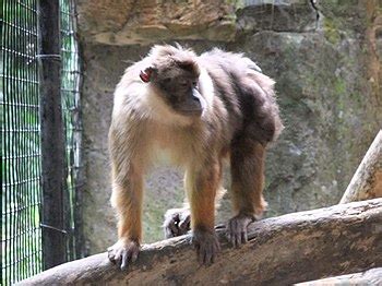 Types of Macaques: Profiles, Facts, Traits, Ranges, Ecology - Primates Park