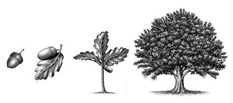 Oak Tree Growth Stages Illustrated by Steven Noble in a scratchboard woodcut style | Tree ...